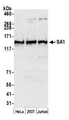 Western Blot: SA1 Antibody [NB100-299]