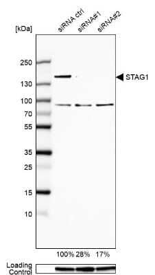 Western Blot: SA1 Antibody [NBP1-87097]