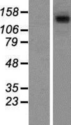 Western Blot: SA1 Overexpression Lysate [NBP2-10440]