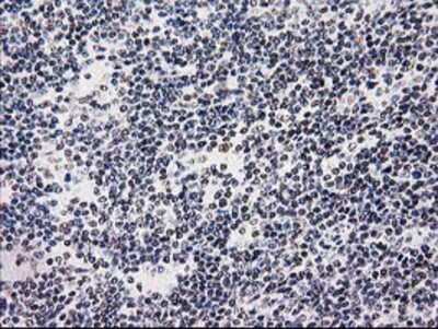 Immunohistochemistry-Paraffin: SAE2 Antibody (OTI4A3) [NBP2-03688]