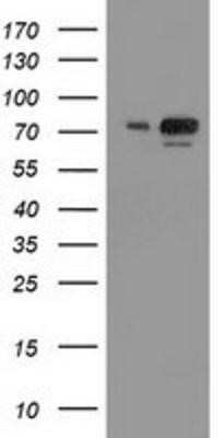 Western Blot: SAE2 Antibody (OTI4A3)Azide and BSA Free [NBP2-73973]