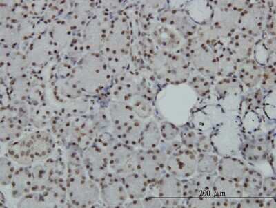 Immunohistochemistry-Paraffin: SAFB Antibody (5A11) [H00006294-M04]