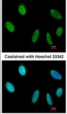 Immunocytochemistry/ Immunofluorescence: SAFB Antibody (6F7) [NB200-332]
