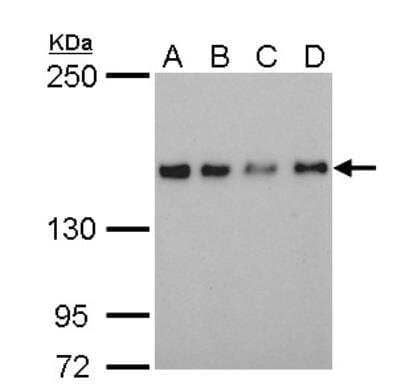 Western Blot: SAFB Antibody (6F7) [NB200-332]