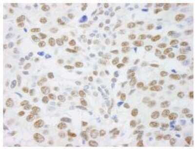 Immunohistochemistry-Paraffin: SAFB Antibody [NB100-2593]