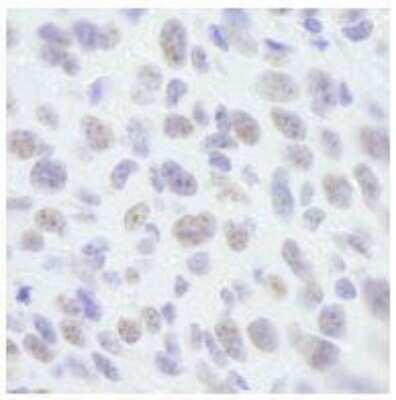 Immunohistochemistry-Paraffin: SAFB Antibody [NB100-2593]