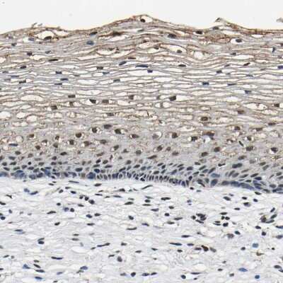 Immunohistochemistry-Paraffin: SAFB Antibody [NBP1-83265]