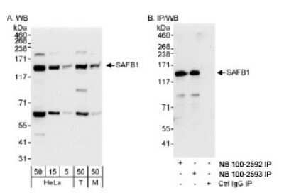 Western Blot: SAFB Antibody [NB100-2593]