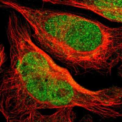 Immunocytochemistry/ Immunofluorescence: SAGE1 Antibody [NBP1-84354]