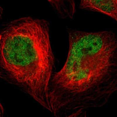 Immunocytochemistry/ Immunofluorescence: SAGE1 Antibody [NBP1-84355]