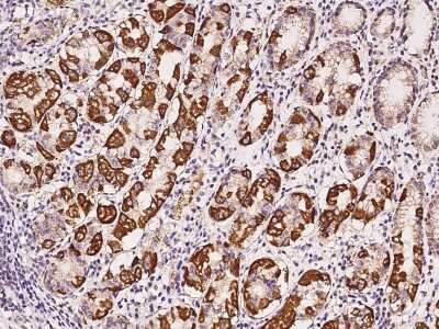 Immunohistochemistry-Paraffin: SAH3 Antibody [NBP2-98616]