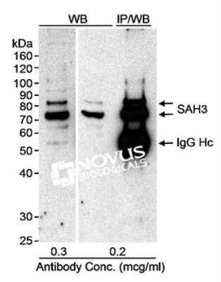 Western Blot: SAH3 Antibody [NB100-400]