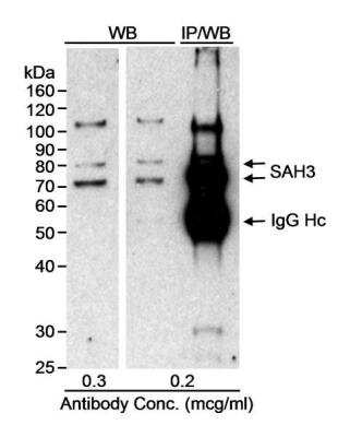 Western Blot: SAH3 Antibody [NB100-401]