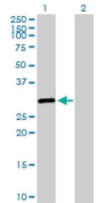 Western Blot: SALL2 Antibody [H00006297-D01P]