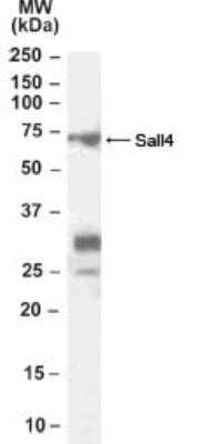 Western Blot: SALL4 Antibody [NB100-60559]