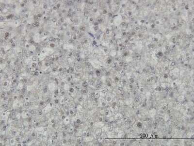 Immunohistochemistry-Paraffin: SAM68 Antibody (1A4) [H00010657-M03]