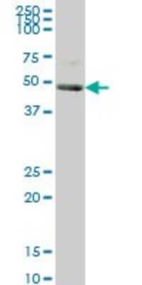 Western Blot: SAM68 Antibody (1A4) [H00010657-M03]