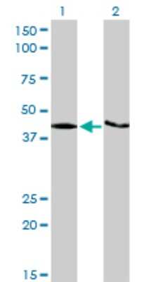 Western Blot: SAM68 Antibody (1A4) [H00010657-M03]