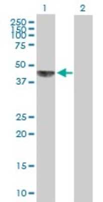 Western Blot: SAM68 Antibody [H00010657-B01P]