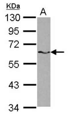 Western Blot: SAM68 Antibody [NBP2-20254]