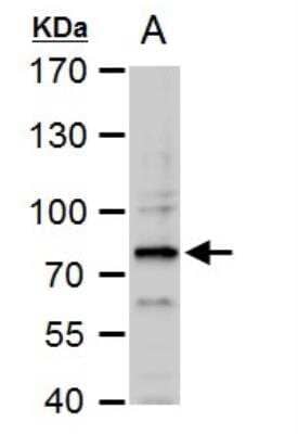 Western Blot: SAM68 Antibody [NBP2-20254]