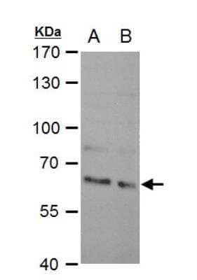 Western Blot: SAM68 Antibody [NBP2-20254]
