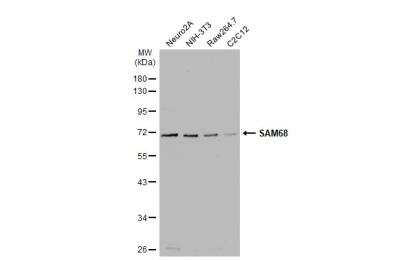 Western Blot: SAM68 Antibody [NBP2-20254]