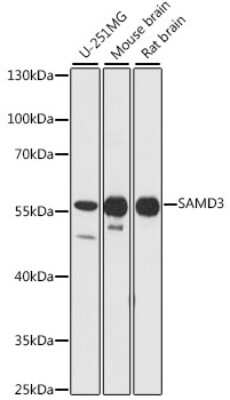 Western Blot: SAMD3 AntibodyAzide and BSA Free [NBP2-93941]