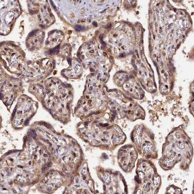 Immunohistochemistry-Paraffin: SAMD4A Antibody [NBP2-13279]