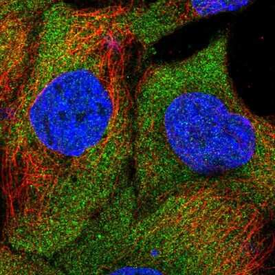 Immunocytochemistry/ Immunofluorescence: SAMD4B Antibody [NBP2-55800]