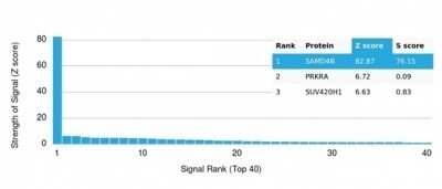 Protein Array: SAMD4B Antibody (PCRP-SAMD4B-1H3) - Azide and BSA Free [NBP3-14152]