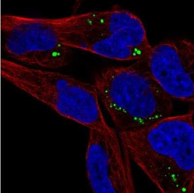 Immunocytochemistry/ Immunofluorescence: SAMD5 Antibody [NBP2-38110]