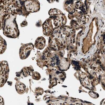 Immunohistochemistry-Paraffin: SAMD9 Antibody [NBP1-91244]
