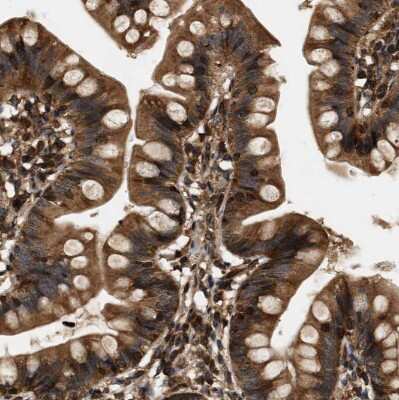 Immunohistochemistry-Paraffin: SAMD9 Antibody [NBP1-91244]