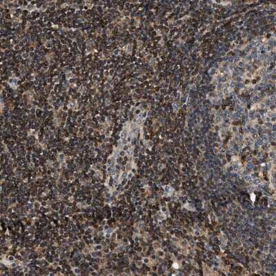 Immunohistochemistry-Paraffin: SAMD9 Antibody [NBP1-91245]