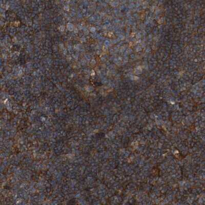 Immunohistochemistry-Paraffin: SAMD9L Antibody [NBP1-91241]