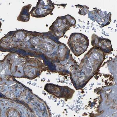 Immunohistochemistry-Paraffin: SAMD9L Antibody [NBP1-91241]