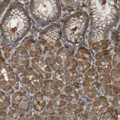 Immunohistochemistry-Paraffin: SAMD9L Antibody [NBP1-91241]