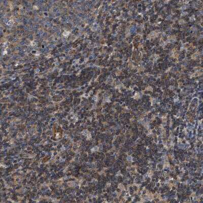 Immunohistochemistry-Paraffin: SAMD9L Antibody [NBP1-91242]