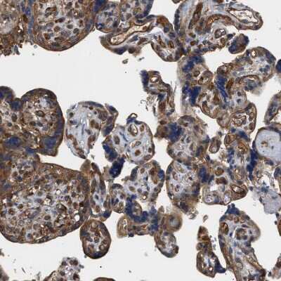 Immunohistochemistry-Paraffin: SAMD9L Antibody [NBP1-91242]