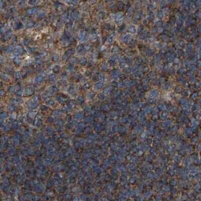 Immunohistochemistry-Paraffin: SAMD9L Antibody [NBP1-91243]