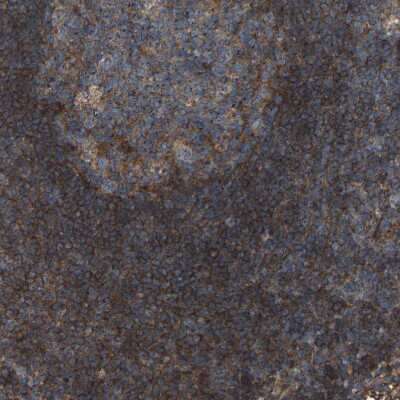 Immunohistochemistry-Paraffin: SAMD9L Antibody [NBP1-91243]