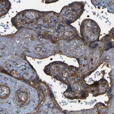 Immunohistochemistry-Paraffin: SAMD9L Antibody [NBP1-91243]