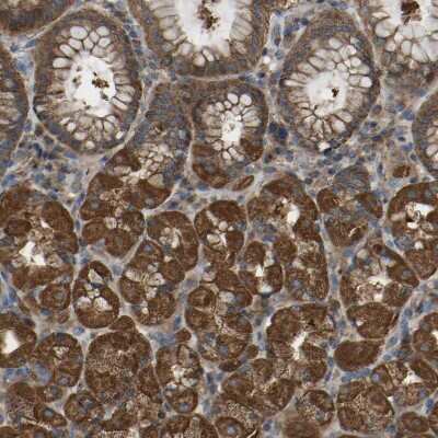 Immunohistochemistry-Paraffin: SAMD9L Antibody [NBP1-91243]