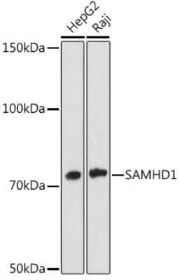 Western Blot: SAMHD1 Antibody (4C7B3) [NBP3-16448]