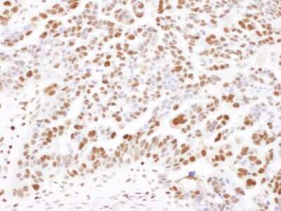 Immunohistochemistry-Paraffin: SAMHD1 Antibody [NBP2-12776]