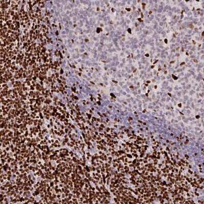Immunohistochemistry-Paraffin: SAMHD1 Antibody [NBP2-47292]