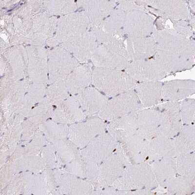 Immunohistochemistry-Paraffin: SAMHD1 Antibody [NBP2-47292]