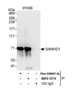 Immunoprecipitation: SAMHD1 Antibody [NBP2-12776]