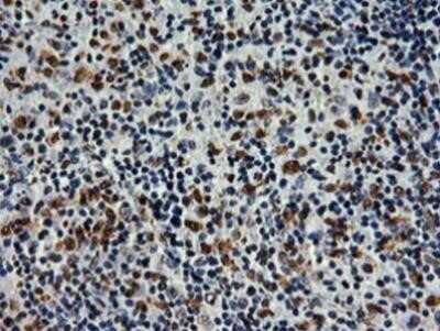 Immunohistochemistry: SAMHD1 Antibody (OTI3F5) - Azide and BSA Free [NBP2-73979]